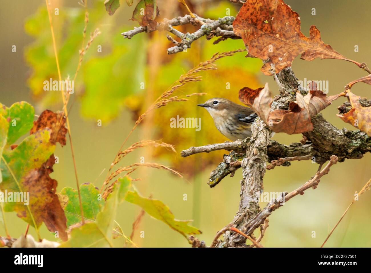 Gelbwühliger Waldsänger, (Setophaga coronata), erwachsenes Weibchen Stockfoto