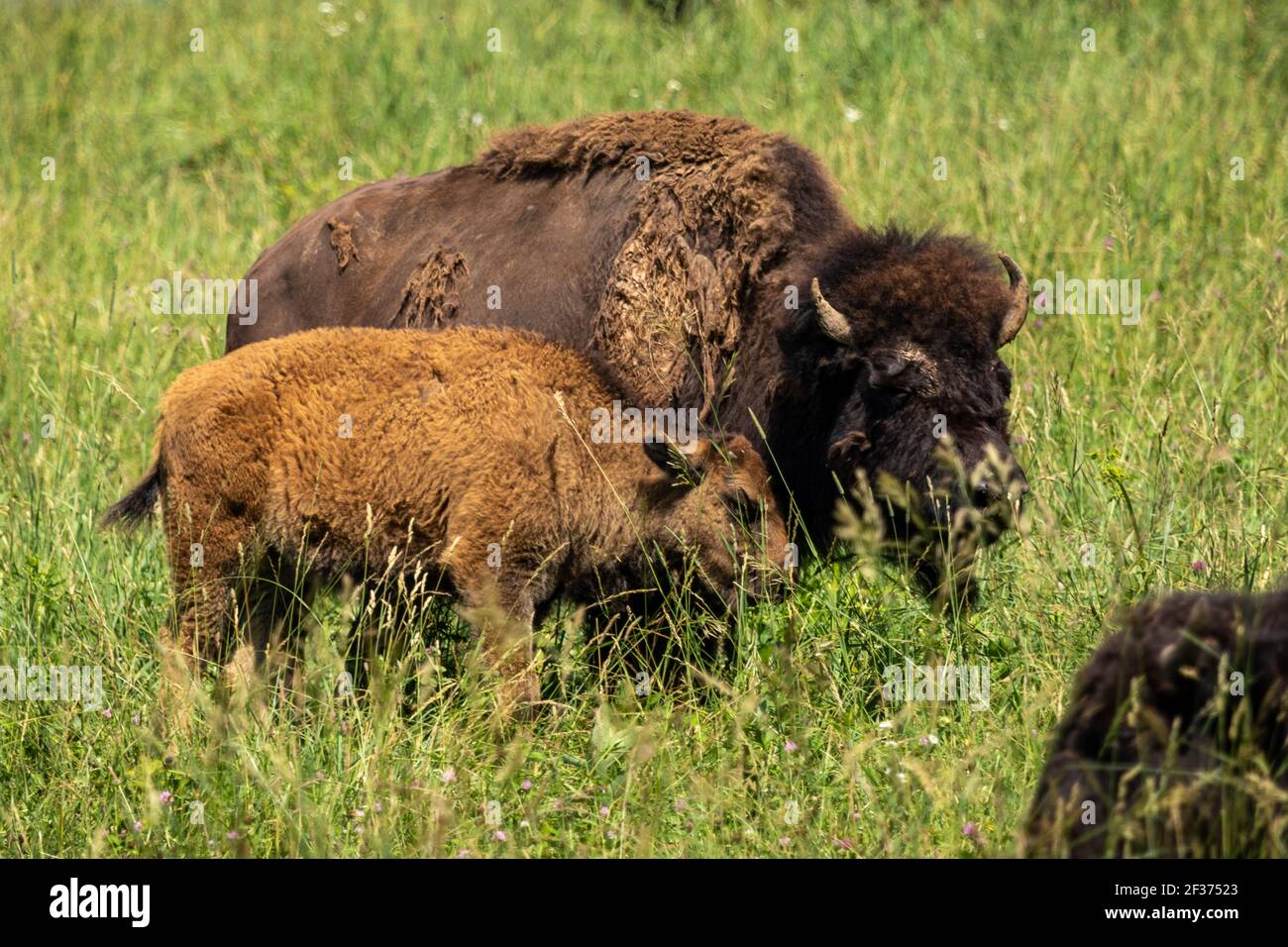 Amerikanischer bison Stockfoto