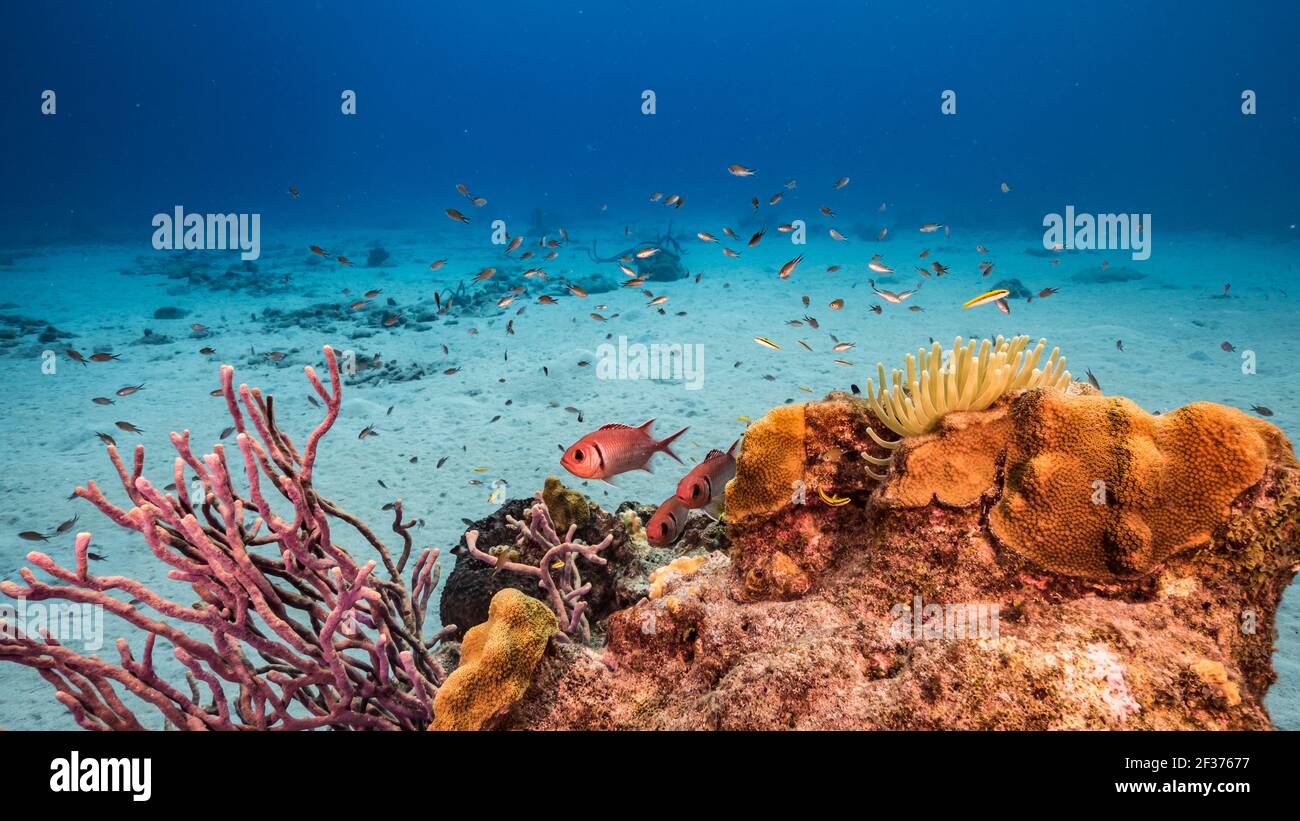 Blackbar Soldaterfish in Korallenriff der Karibik, Curacao Stockfoto