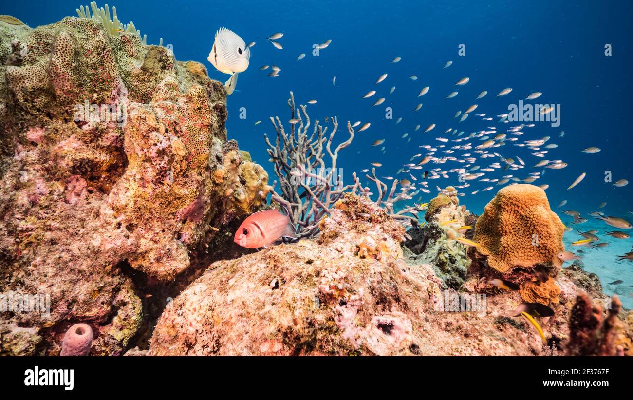 Foureye Butterflyfish und Blackbar Soldaterfish im Korallenriff des Karibischen Meeres, Curacao Stockfoto