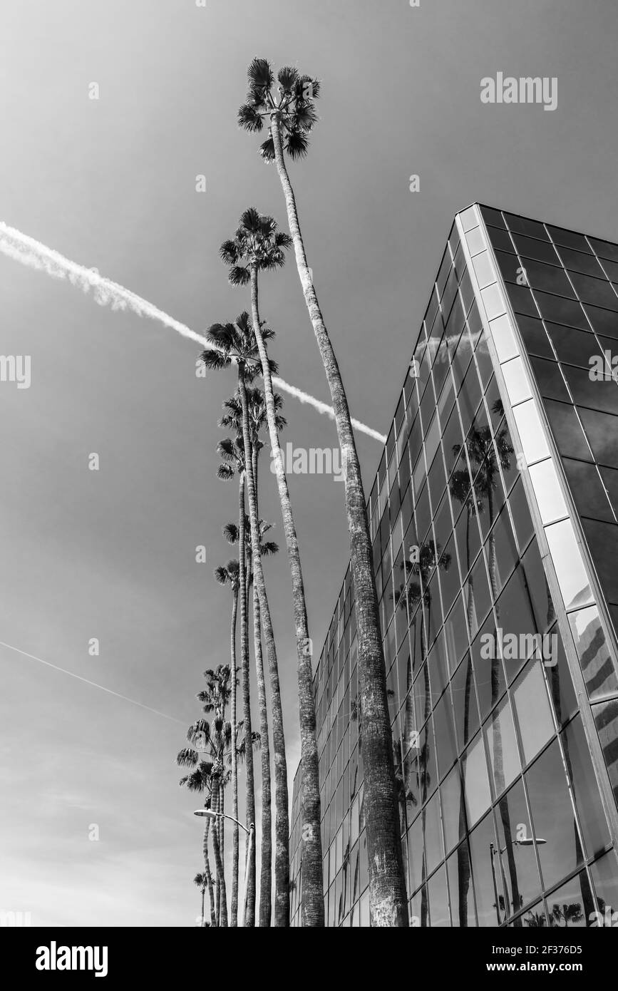 Palmen in Hollywood Stockfoto