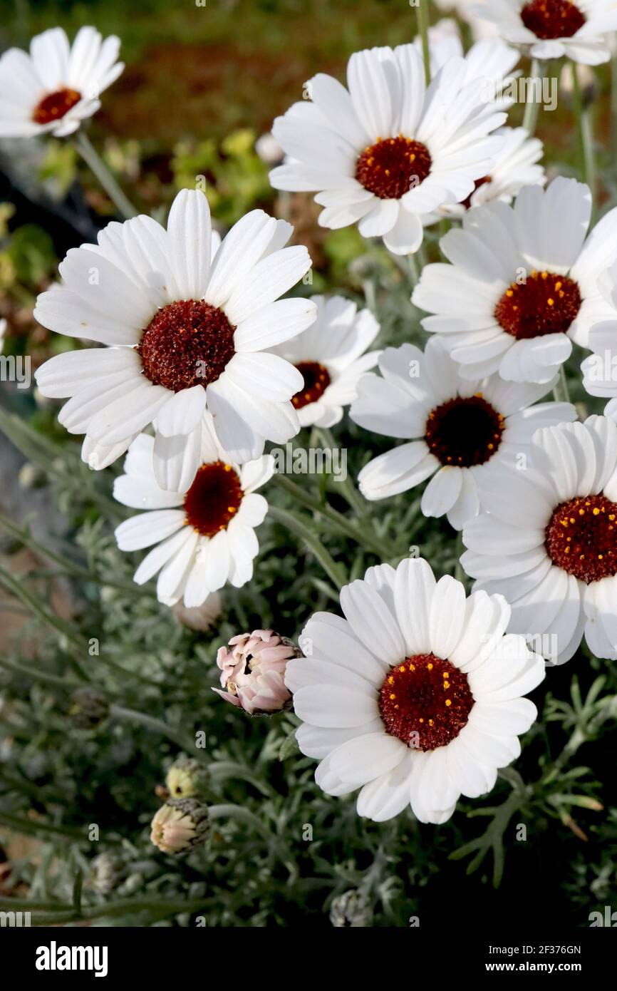 Argyranthemum frutescens ‘Grandaisy Ivory Halo’ Marguerite Daisy – weiße Gänseblümchen-ähnliche Blüten mit gelbem Zentrum, März, England, Großbritannien Stockfoto