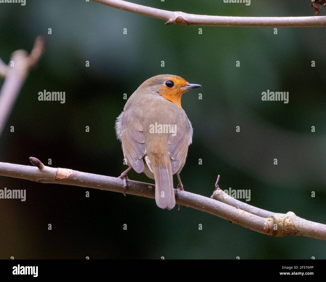 Robin (Erithacus rötella) auf einem Zweig, Frühling, Edinburgh, Großbritannien. Stockfoto