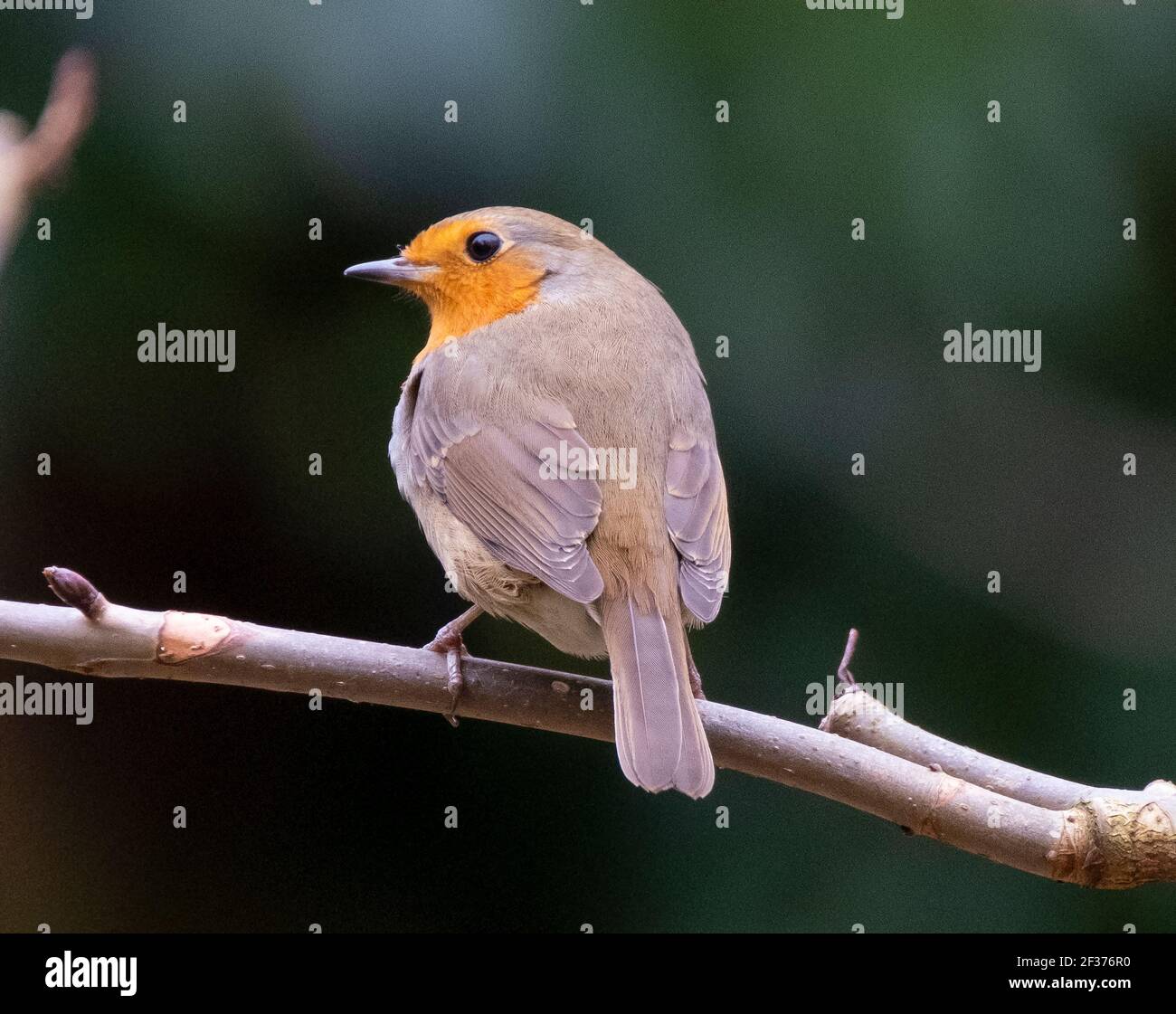 Robin (Erithacus rötella) auf einem Zweig, Frühling, Edinburgh, Großbritannien. Stockfoto
