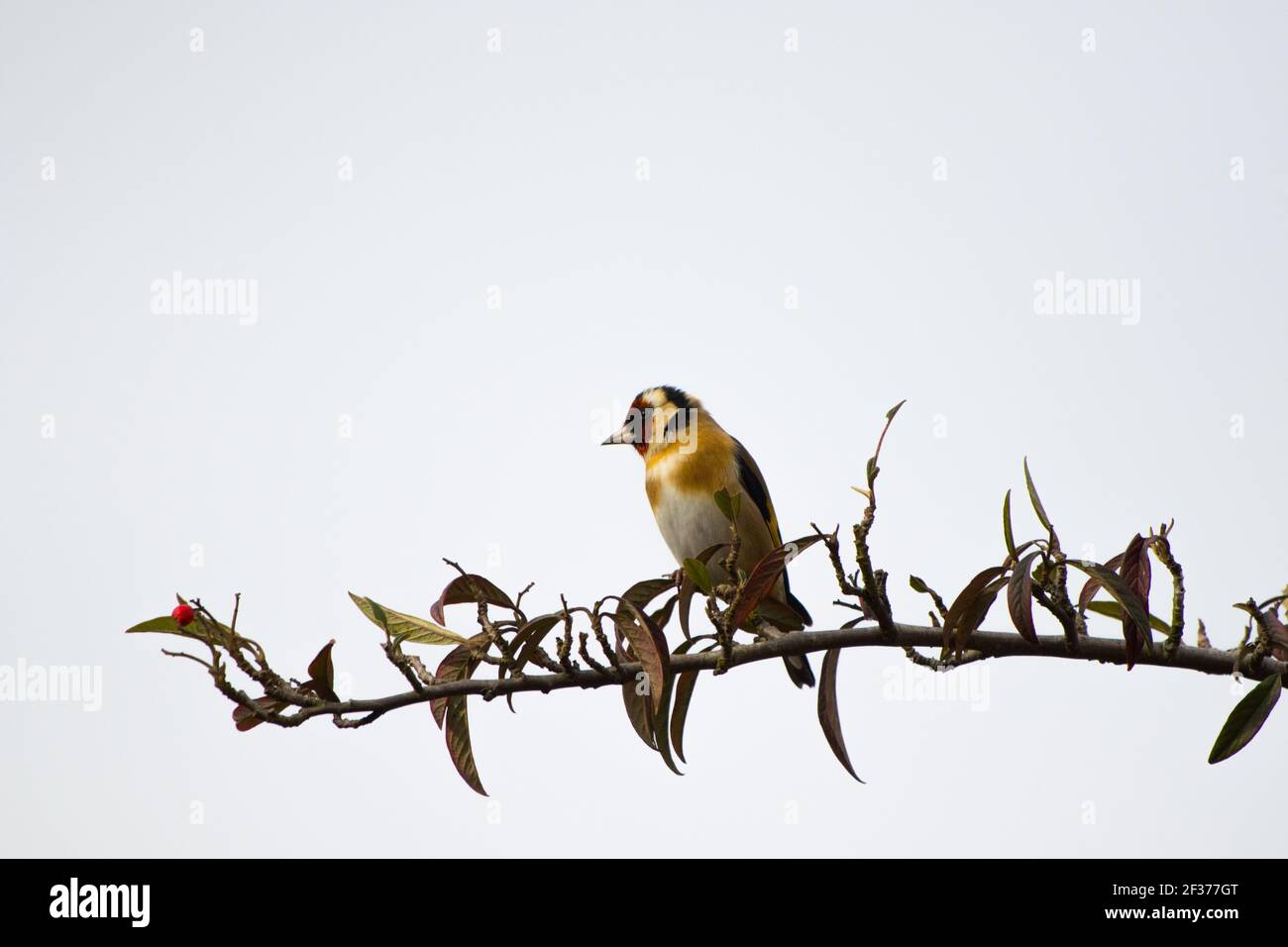 Ein Goldfink sitzt auf dem Ast eines Beerenbaums in einem Garten in Crawley, West Sussex, Großbritannien Stockfoto
