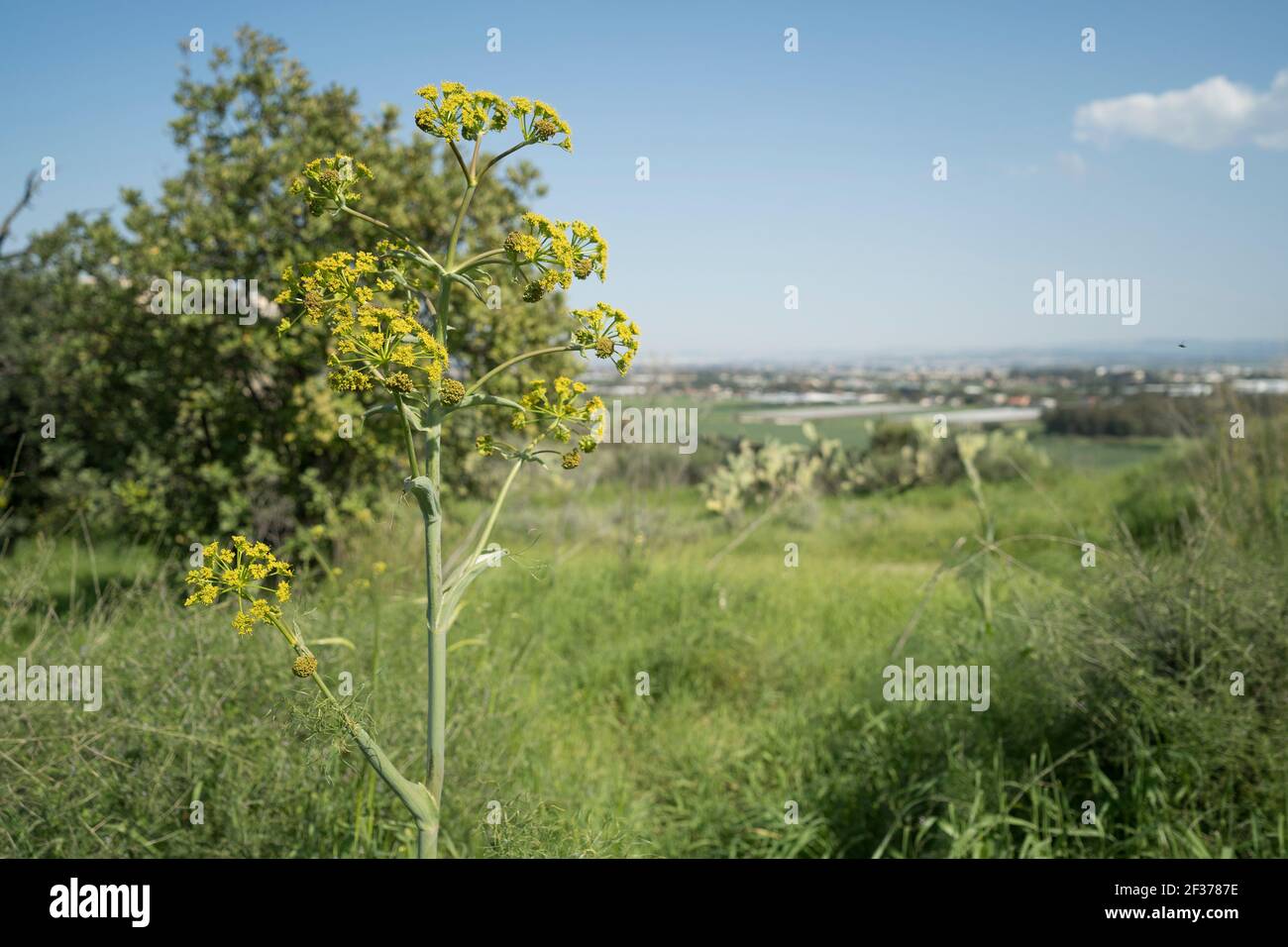 Israelische Landschaft der wilden Natur Stockfoto