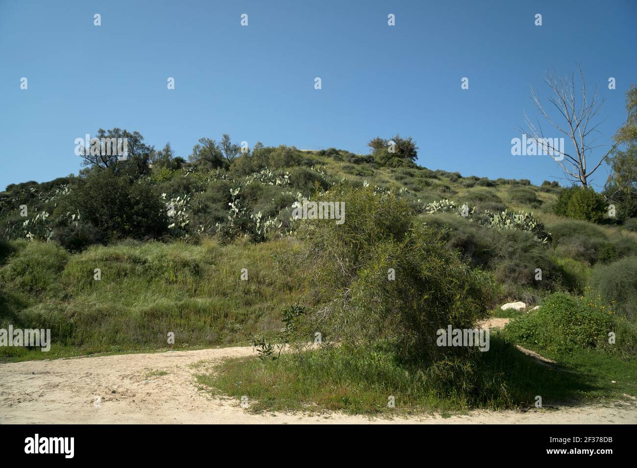 Israelische Landschaft der wilden Natur Stockfoto
