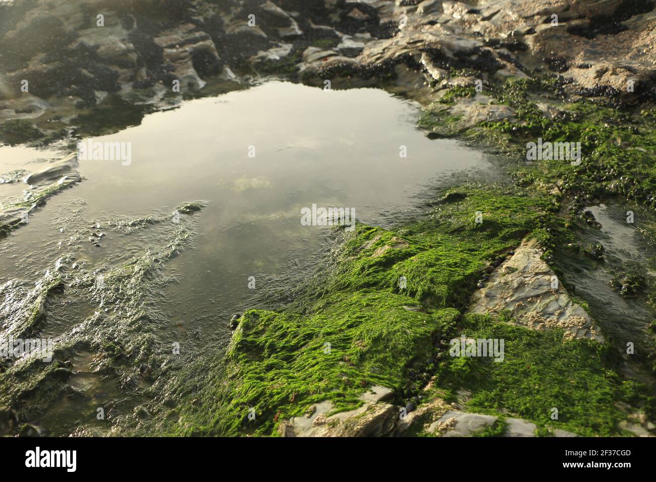 Ein klarer, kühler Felsenpool, der langsam gefüllt wurde Von krachenden atlantischen Wellen im Sturm und umgeben von Klare grüne Algen Stockfoto