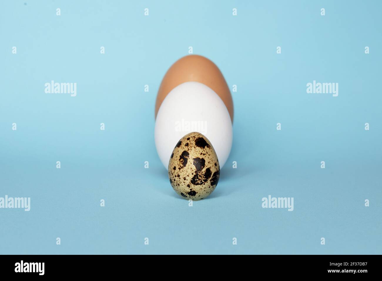 Drei Arten von verschiedenen Vögeln Eier isoliert auf blauem Papier  Hintergrund. Verschiedene Größe und Art Choice Konzept. Wachtel, Eier und  puteneier Nährstoffe Stockfotografie - Alamy
