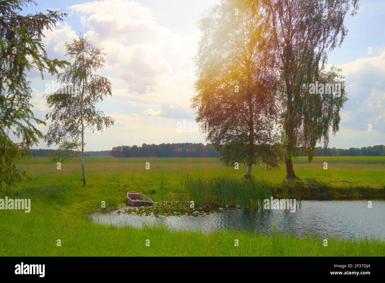 Ein schöner Teich neben einer großen Birke mit Wasser Lilien und ein