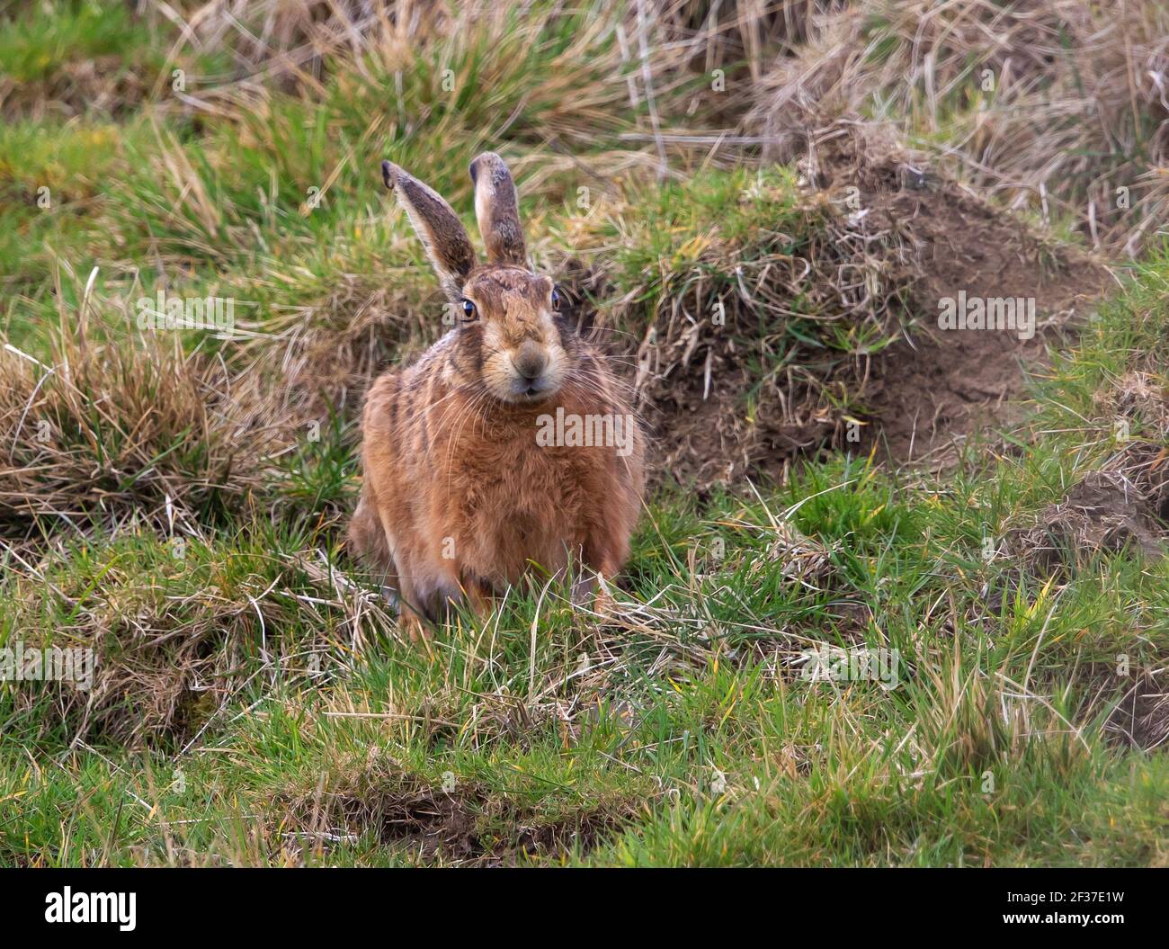 Brauner Haie in den Cotswold Hills Stockfoto