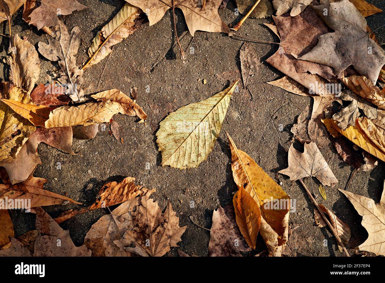 Trockene Blätter im Herbst auf dem Boden Stockfoto
