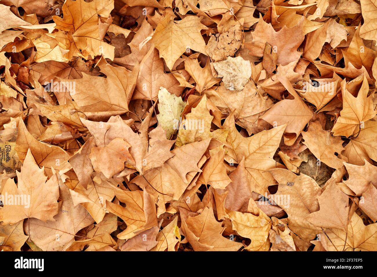Bündel Herbstblätter im Park Stockfoto
