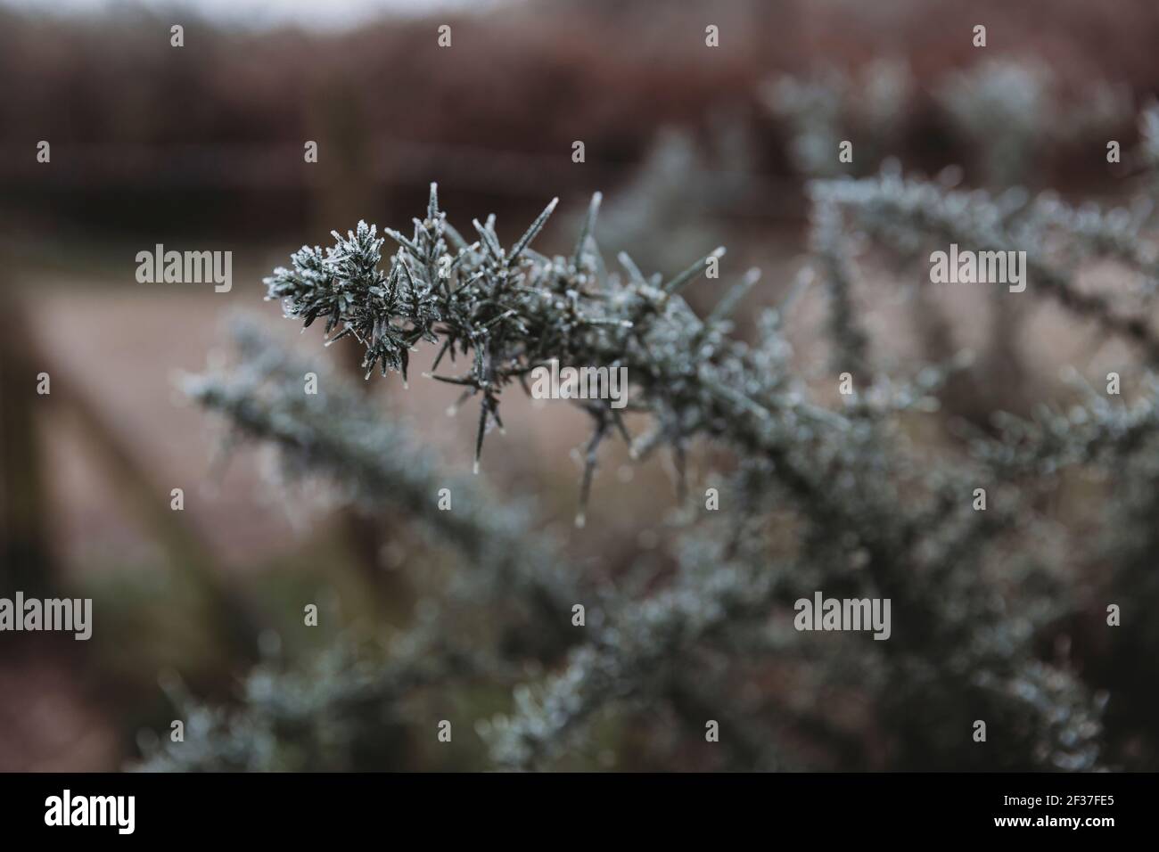 Nahaufnahme von Frost auf Spikey Pflanzenbeesen Stockfoto