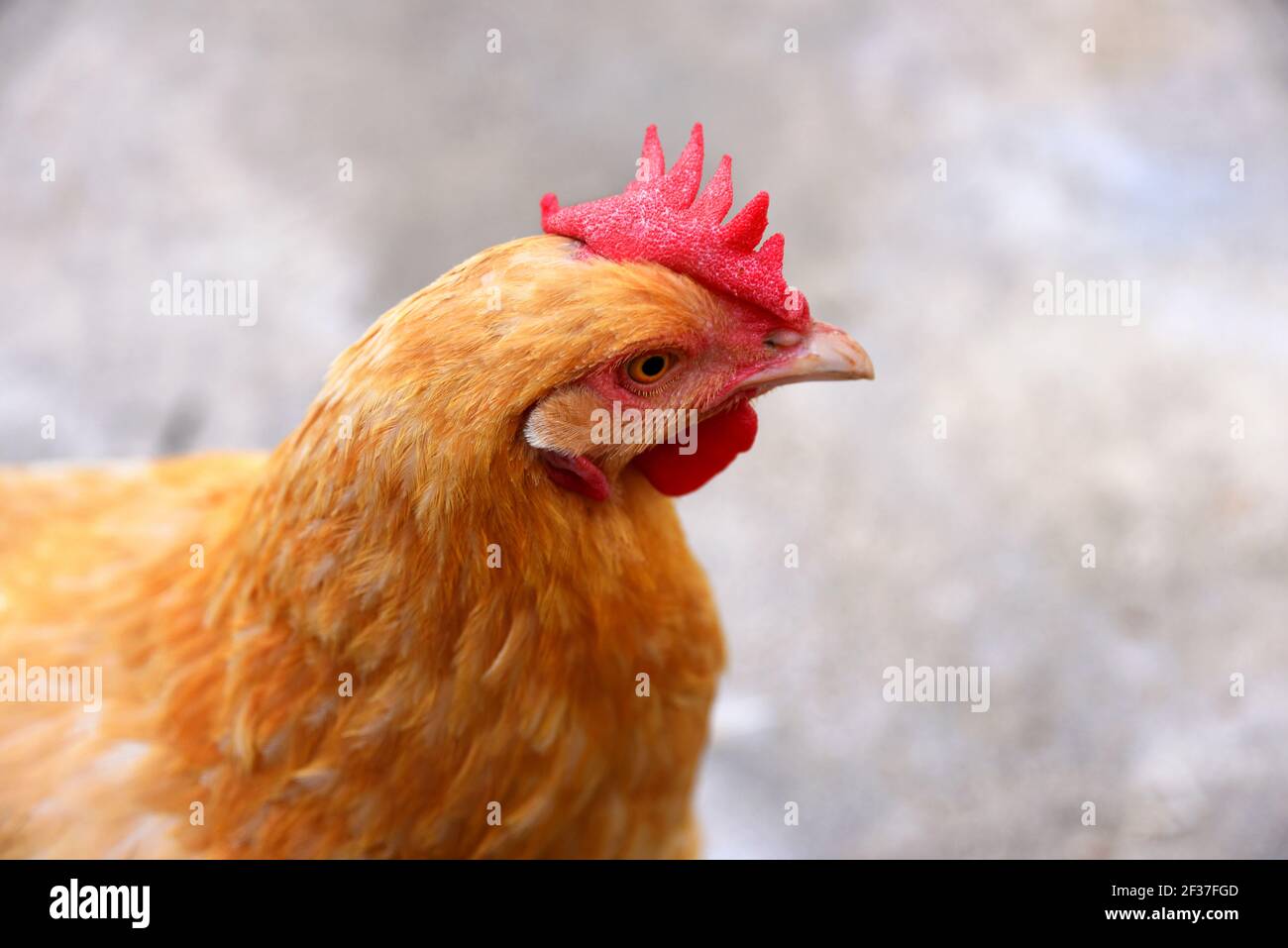 Diese kleine rote Henne ist voller Neugier. Ihr Kopf ist leicht seitlich geneigt, während sie auf das Objekt von ihrem Interesse schaut. Stockfoto