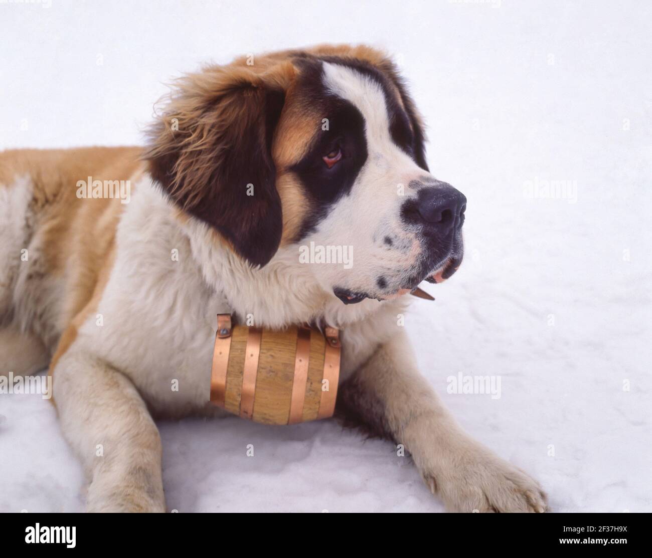 Ein langhaariger St. Bernard Hund mit Whisky-Fass Kragen, Zermatt, Wallis, Schweiz Stockfoto