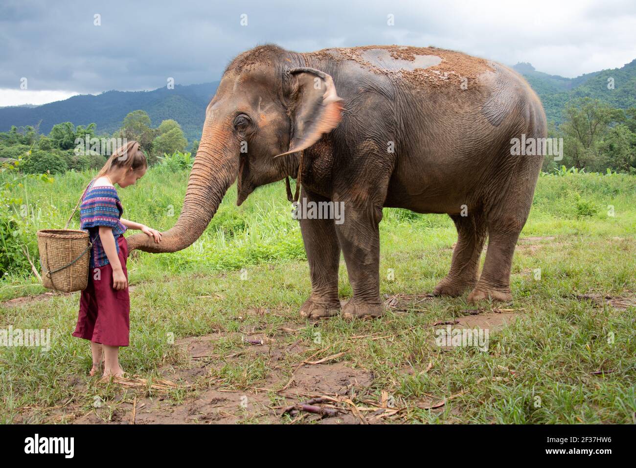 Nördlich von Chiang Mai, Thailand. Ein Mädchen füttert einen Elefanten in einem Heiligtum für alte Elefanten. Stockfoto