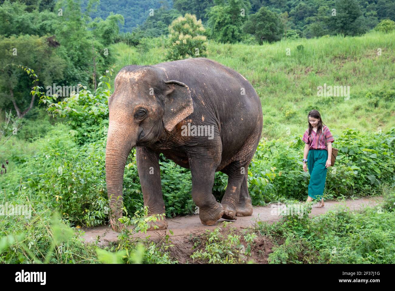 Nördlich von Chiang Mai, Thailand. Ein Mädchen läuft mit einem Elefanten durch den Dschungel. Der Spaziergang ist Teil einer Elefantenerfahrung in einem Zufluchtsort für alte Ele Stockfoto