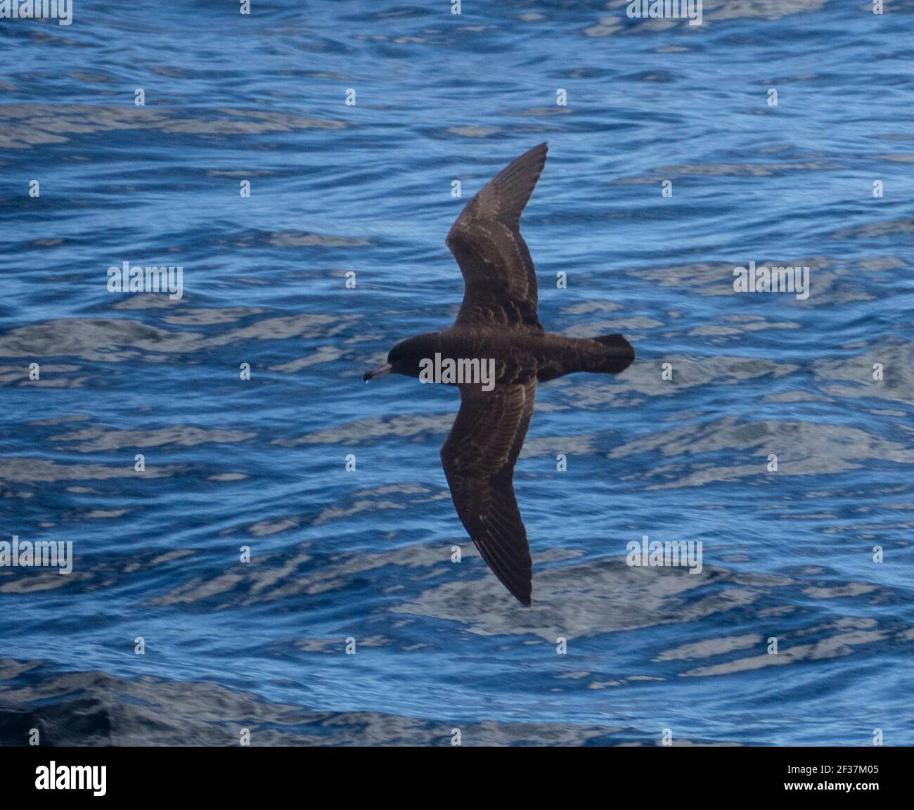 Flesh-footed Shearwaters (Puffinus carneipes) über dem südlichen Ozean, Bremer Canyon, Albany, Western Australia Stockfoto