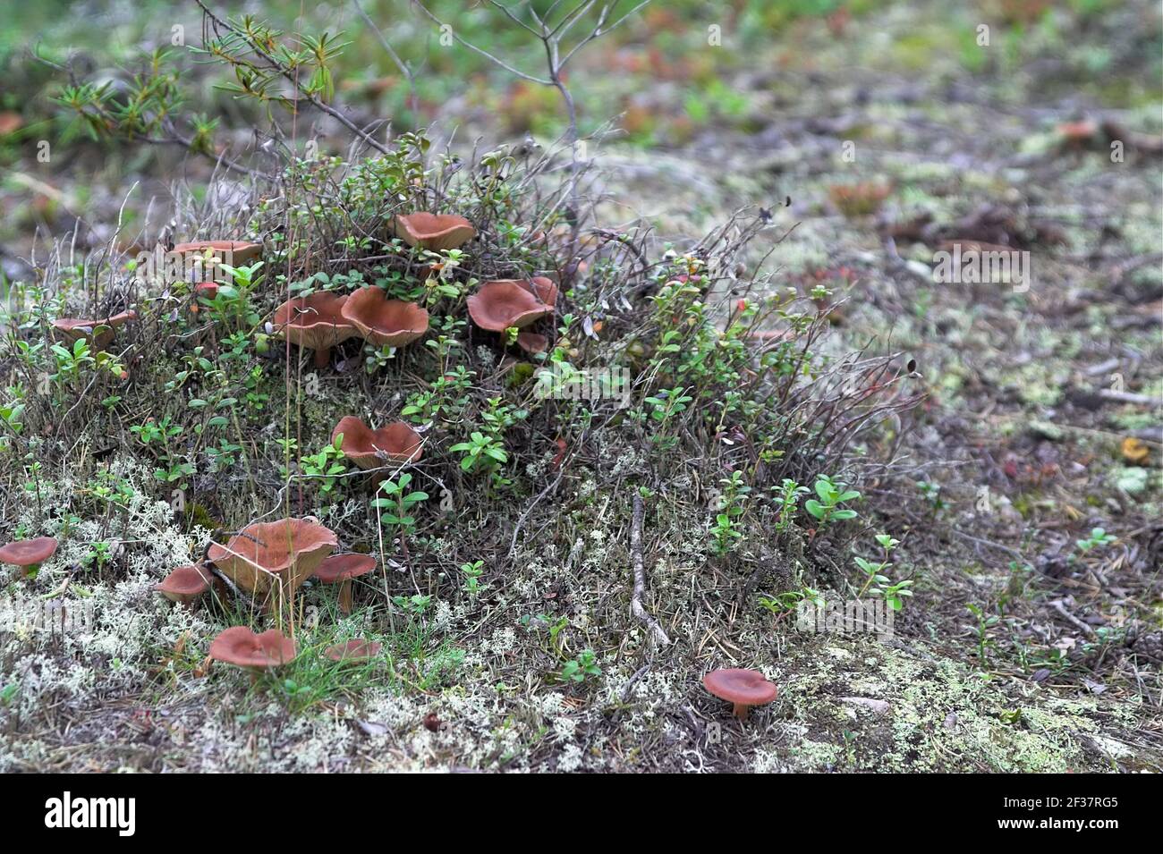 Finnland, Finnland; kleine braune Pilze in einem Moosklumpen. Kleine Braune Pilze in einem Moosklumpen. pequeños hongos marrones en un grupo de musgo. Stockfoto