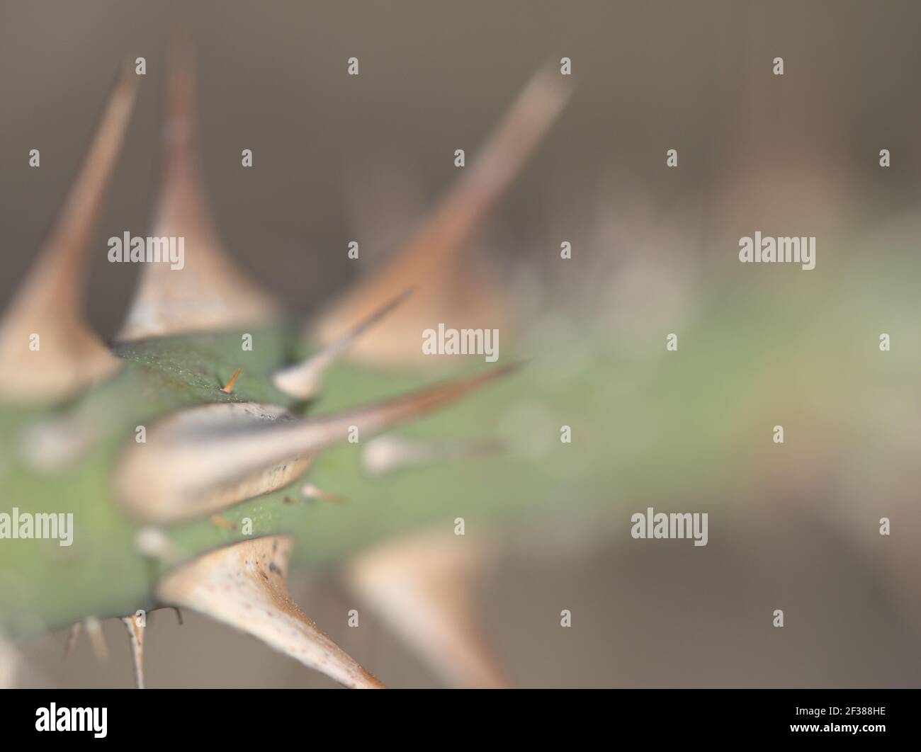 Makro von Rosenstamm mit Dornen Stockfoto
