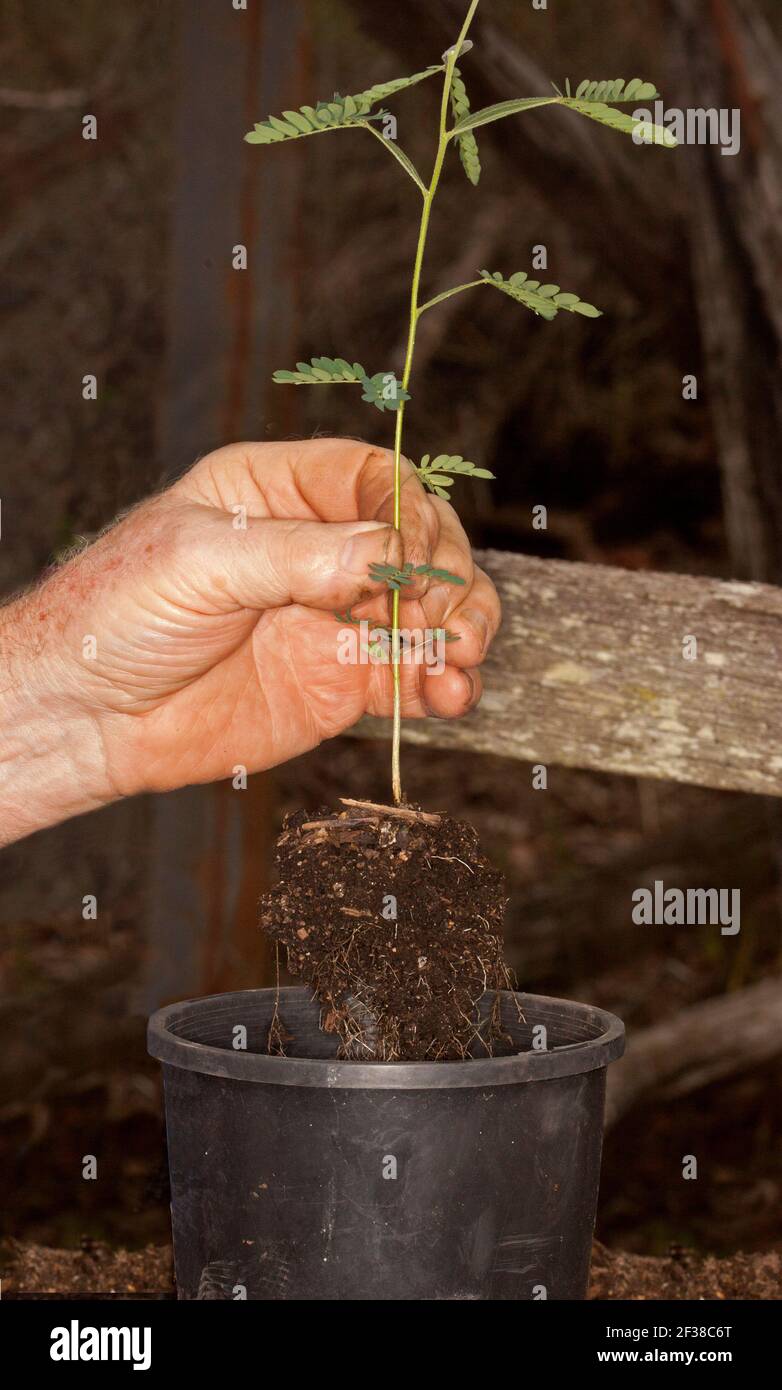 Gesunder Sämling, australischer einheimischer Baum, Acacia fimbriata / Wattle, mit Masse von Wurzeln und Blättern, in der Hand des Menschen, während in Topf transplantiert Stockfoto