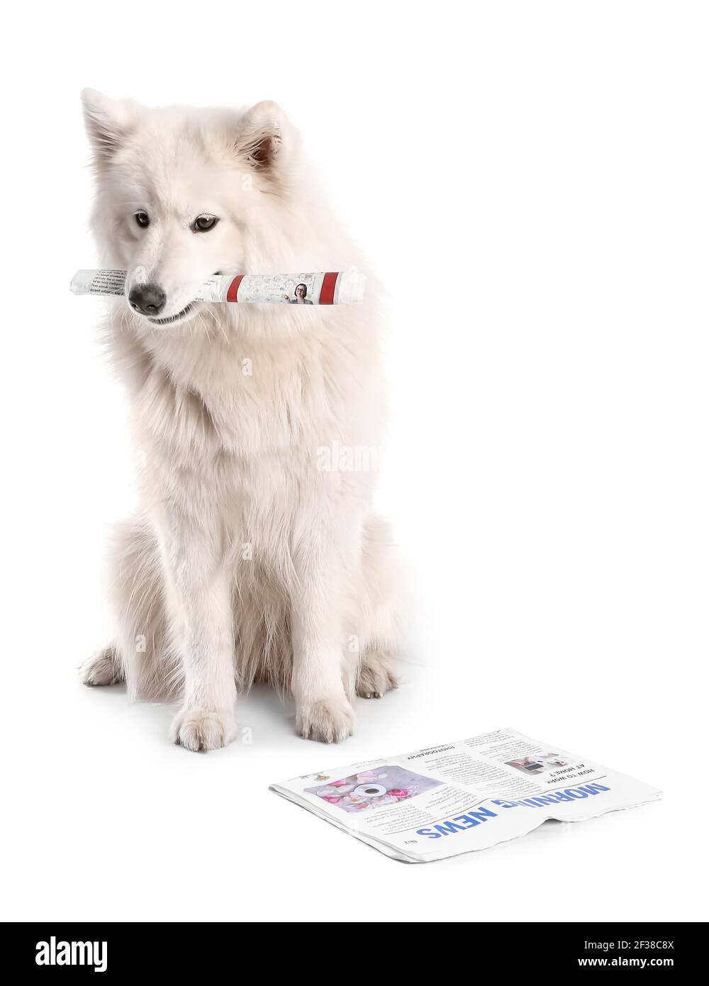 Niedlichen Samoyed Hund mit Zeitungen auf weißem Hintergrund Stockfoto