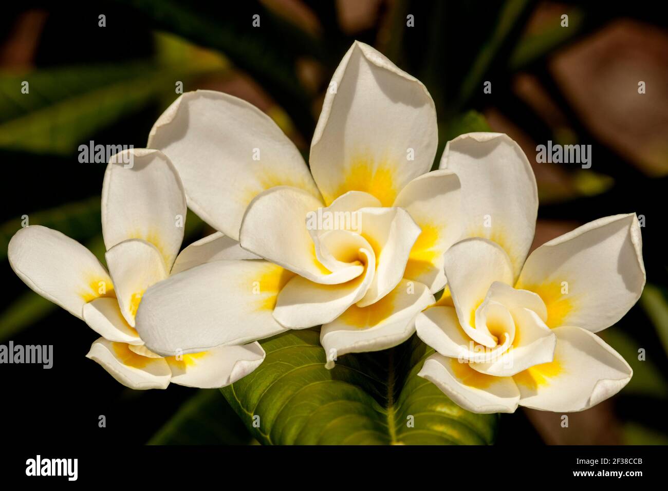 Ungewöhnliche und spektakuläre gelb-weiße Doppelparfümierte Blüten von Plumeria rubra 'Bali Whirl', Frangipani Stockfoto