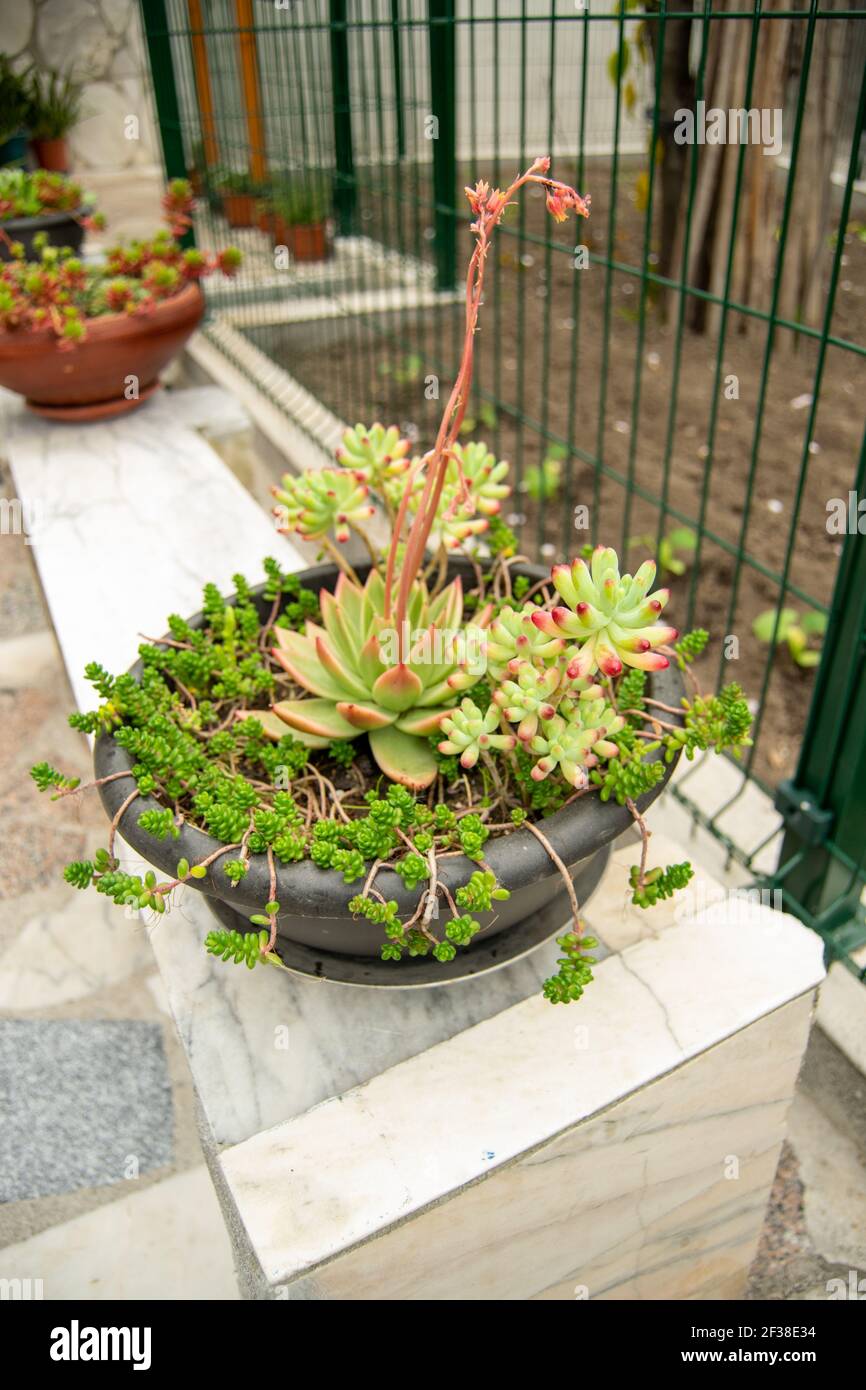 Sukkulenten Pflanzen: Faszinierende Sammlungen von Pflanzen Home Gartenarbeit Stockfoto