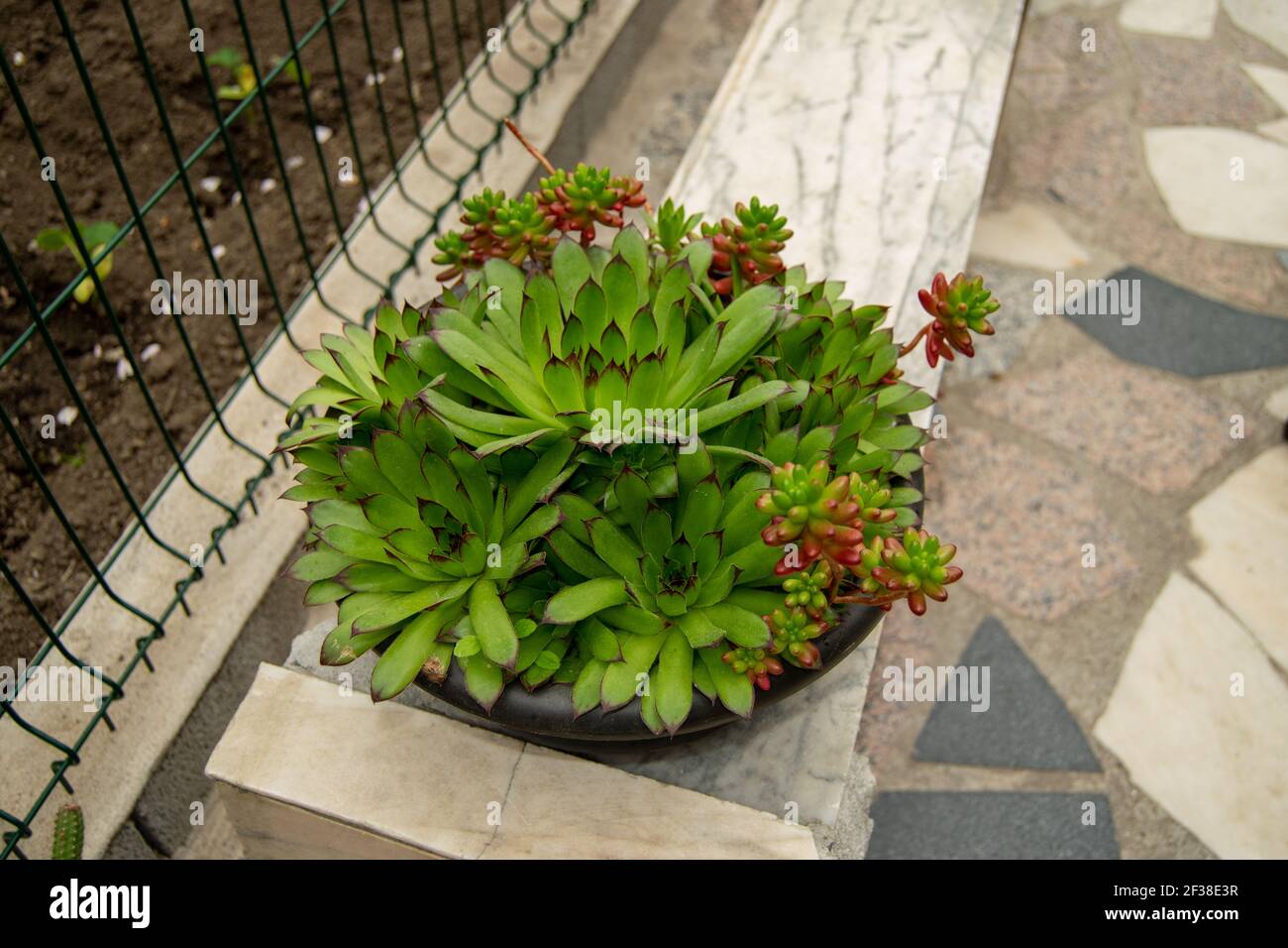 Sukkulenten Pflanzen: Faszinierende Sammlungen von Pflanzen Home Gartenarbeit Stockfoto