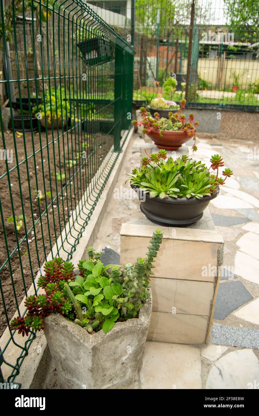 Sukkulenten Pflanzen: Faszinierende Sammlungen von Pflanzen Home Gartenarbeit Stockfoto
