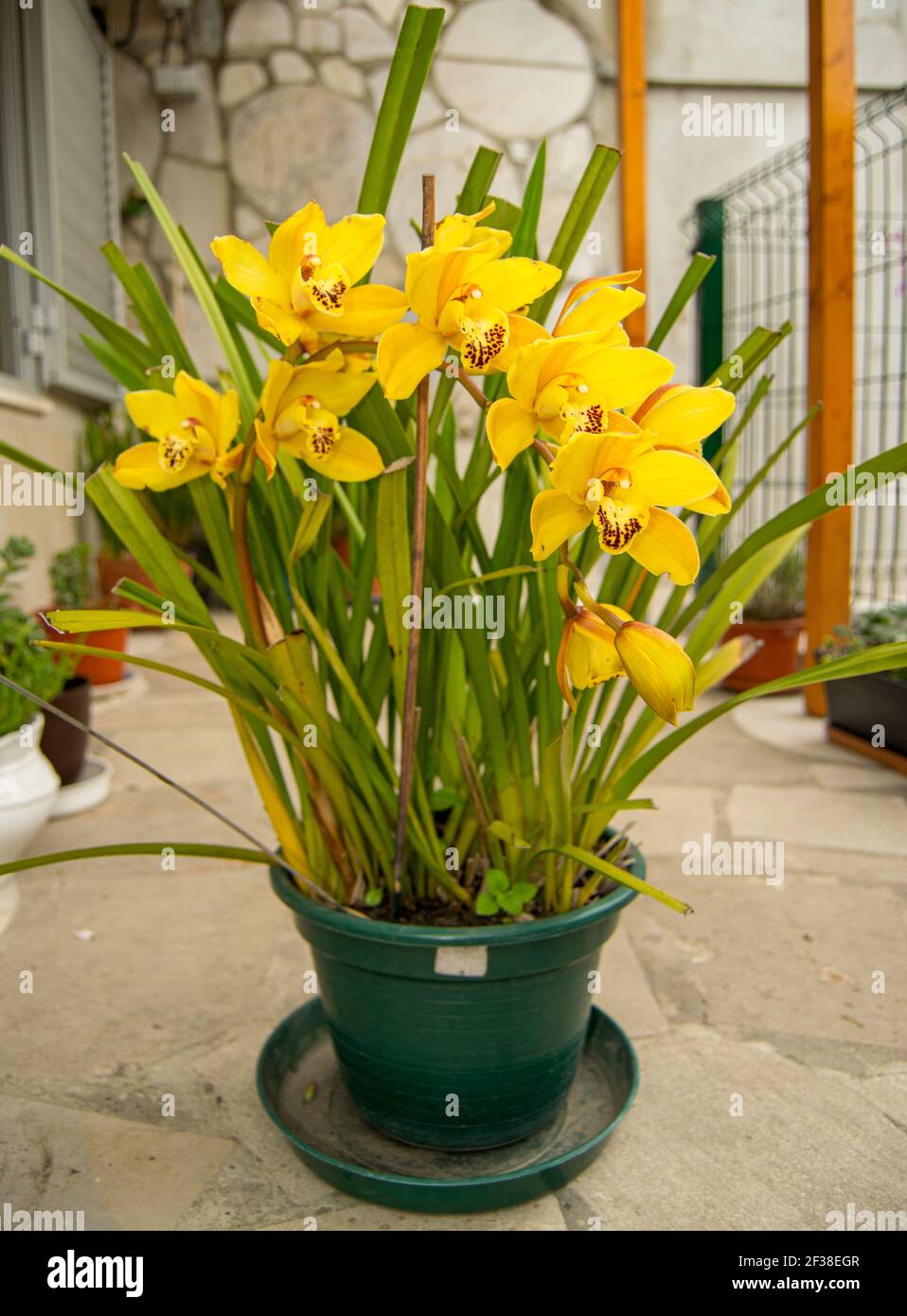 Gelbe Orchidee blüht Stockfoto