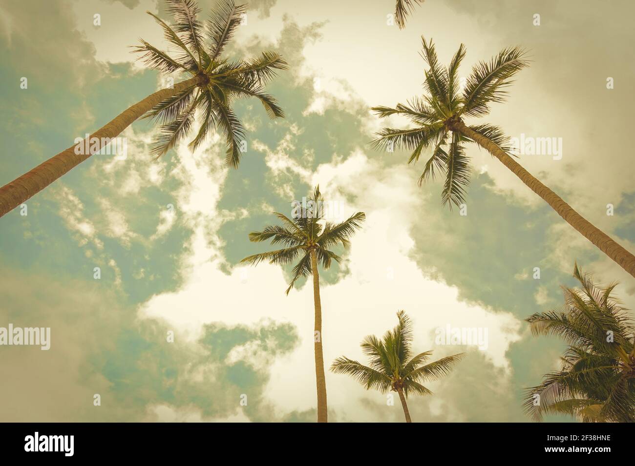 Kokospalmen, Blick nach oben Winkel, gegen Sommer Himmel Hintergrund - retro, vintage Ton Stockfoto