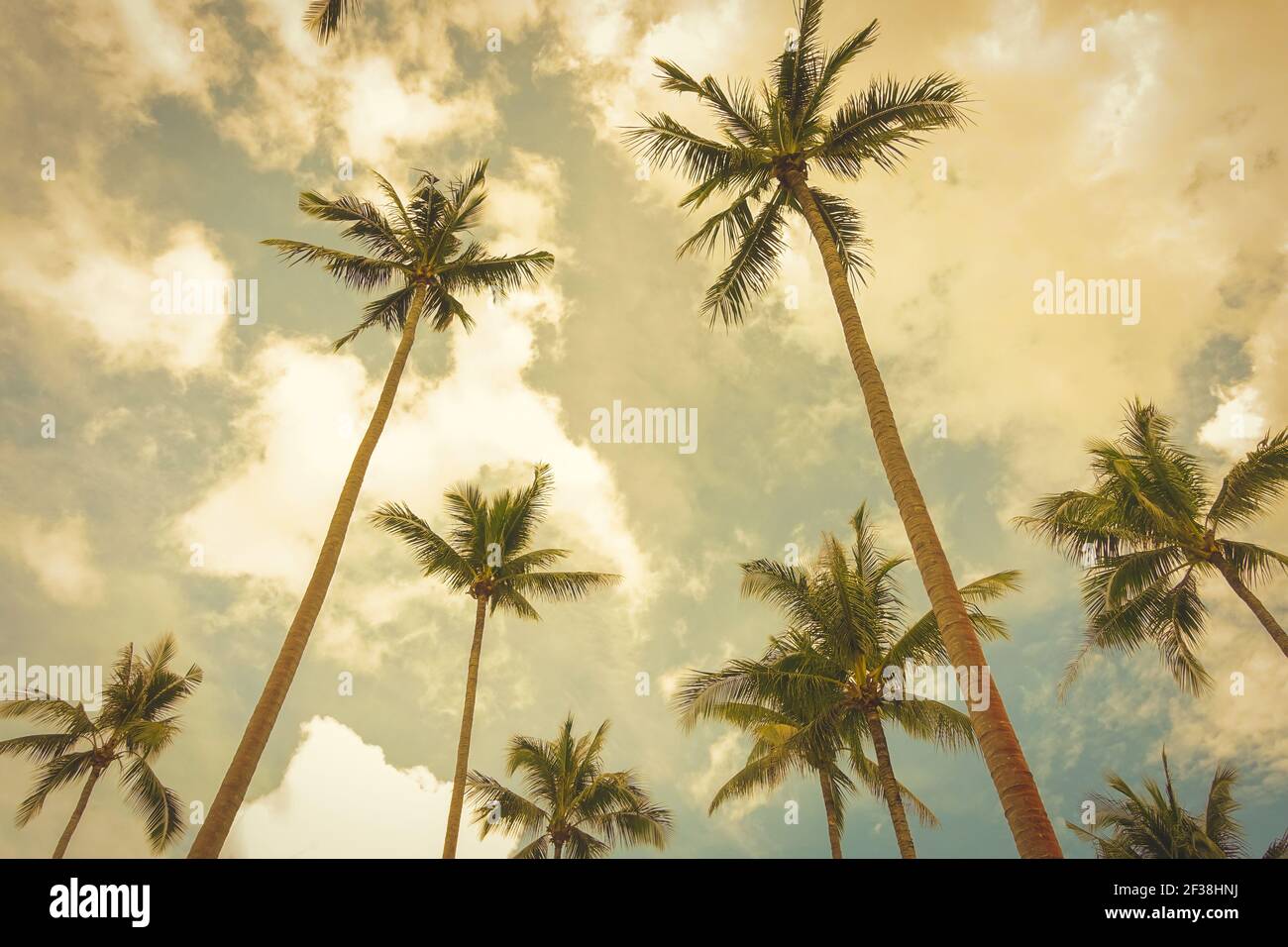 Kokospalmen, Blick nach oben Winkel, gegen Sommer Himmel Hintergrund - retro, vintage Ton Stockfoto