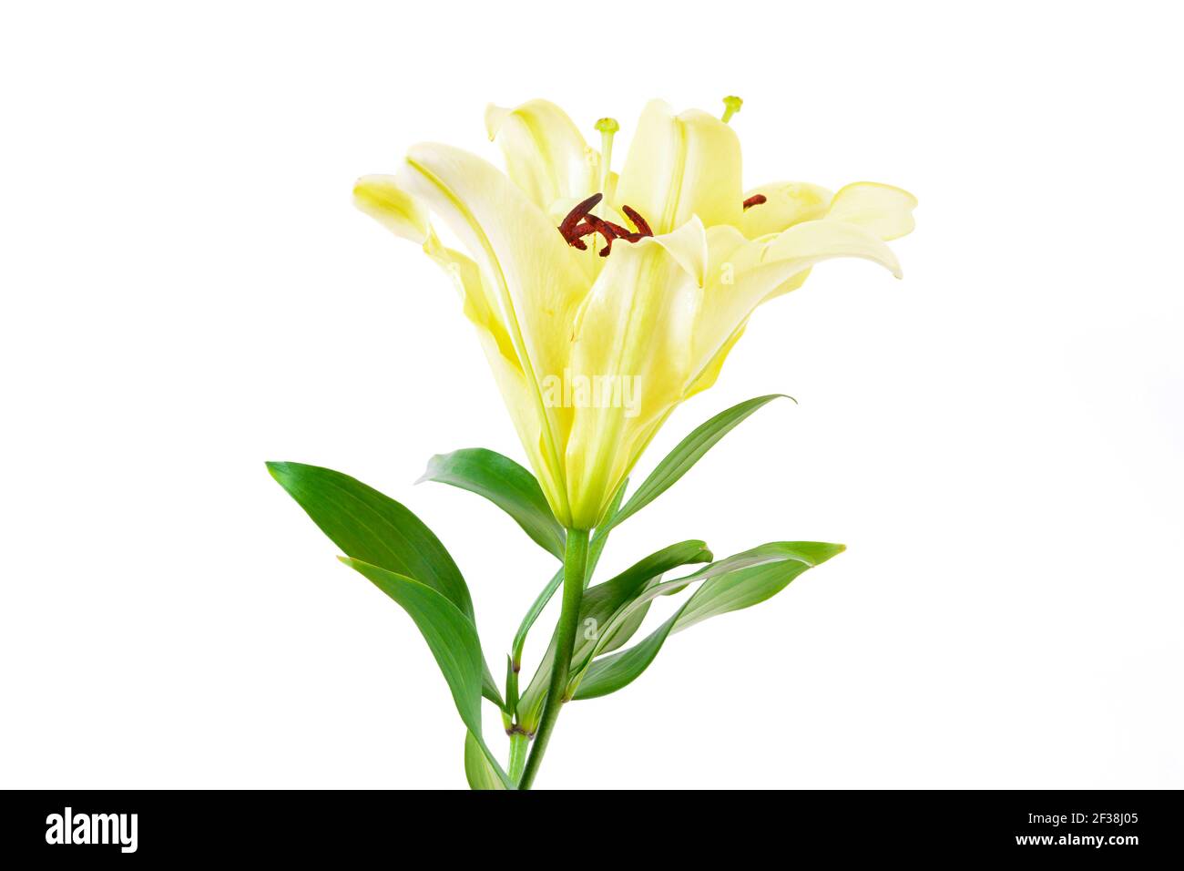 Schöne weiche gelbe Lilienblumen isoliert auf weißem Hintergrund Stockfoto