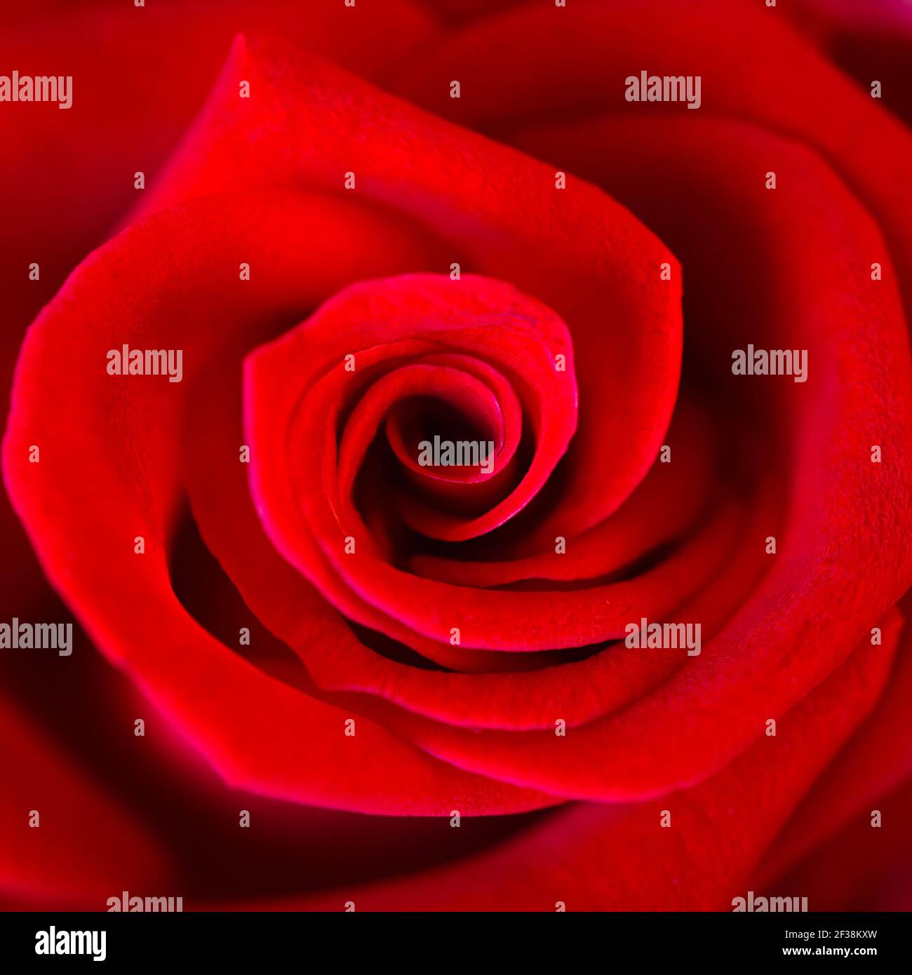 In der Nähe der schöne rote Rose Stockfoto