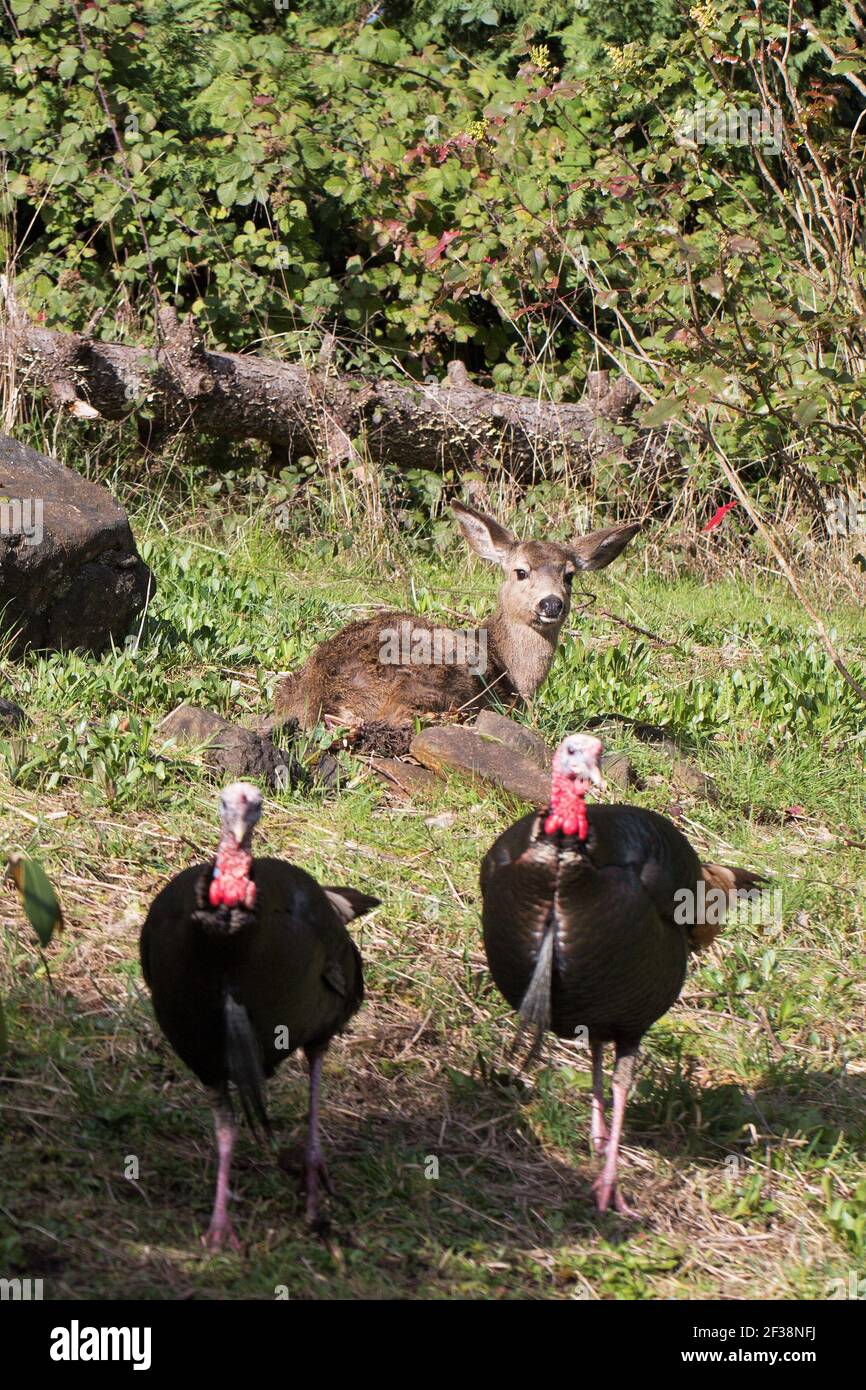 Zwei wilde Truthähne, die in einem Vorstadthof in Eugene, Oregon, USA, in der Nähe eines jungen Hirsches wandern. Stockfoto