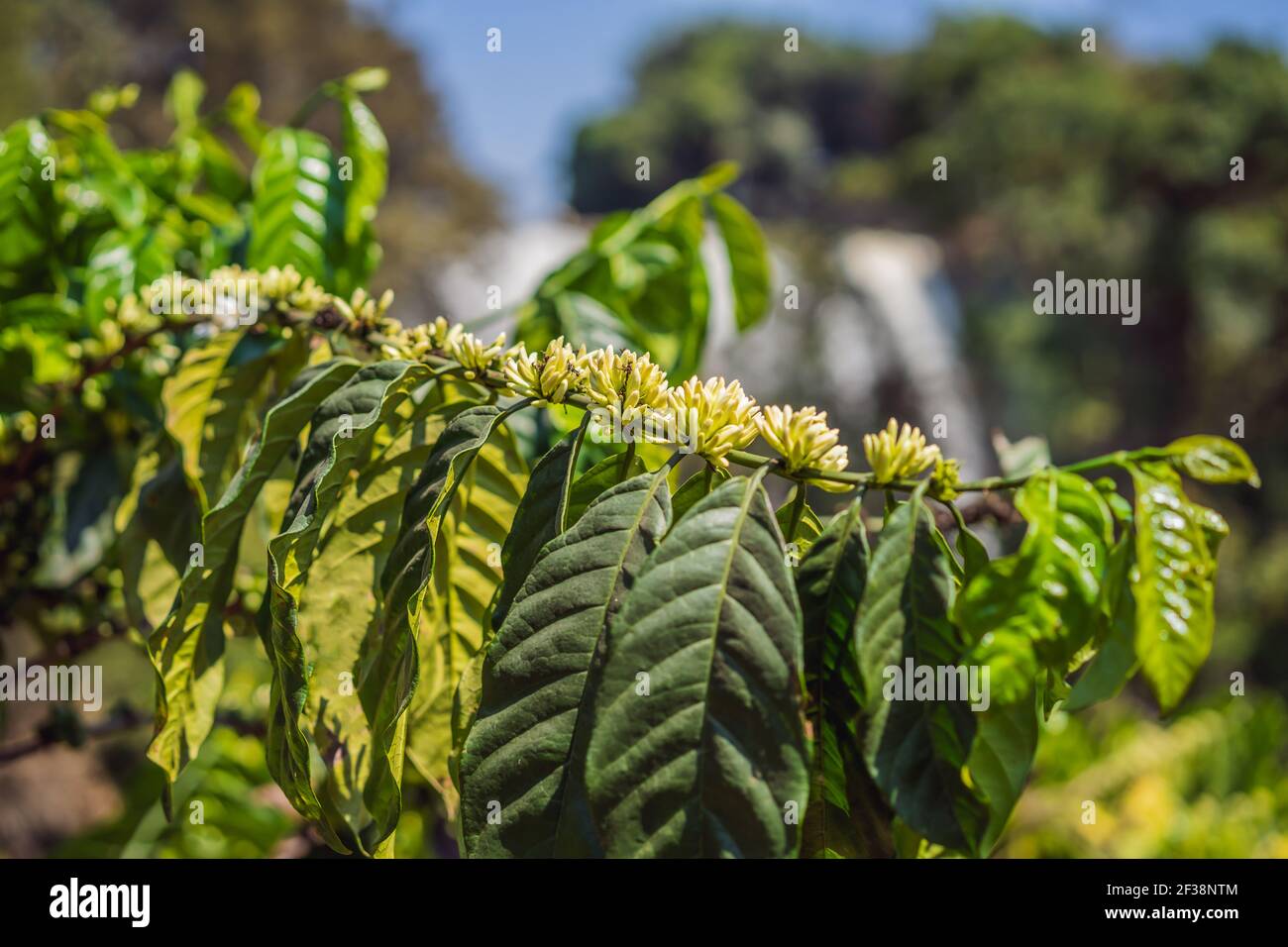 Kaffee Baum Blüte mit weißer Farbe Blume Nahaufnahme Stockfoto