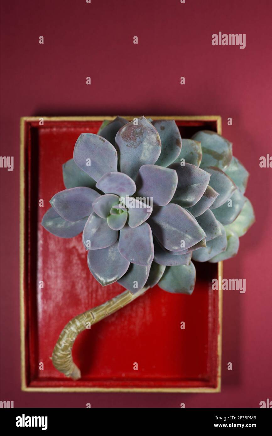 Stillleben mit echeveria Rosette. Stockfoto