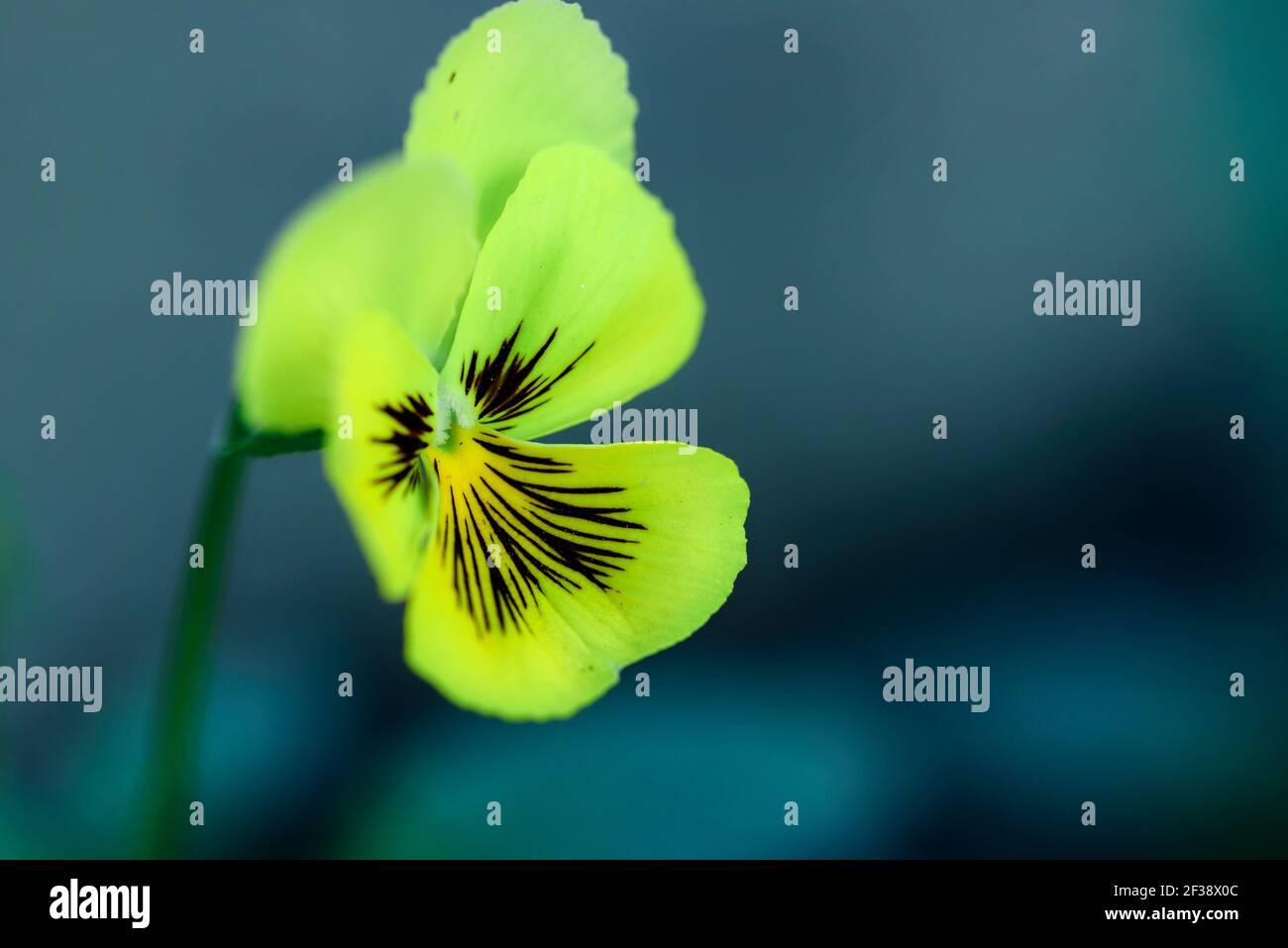 Makroaufnahme einer gelben Pansy Blume Stockfoto