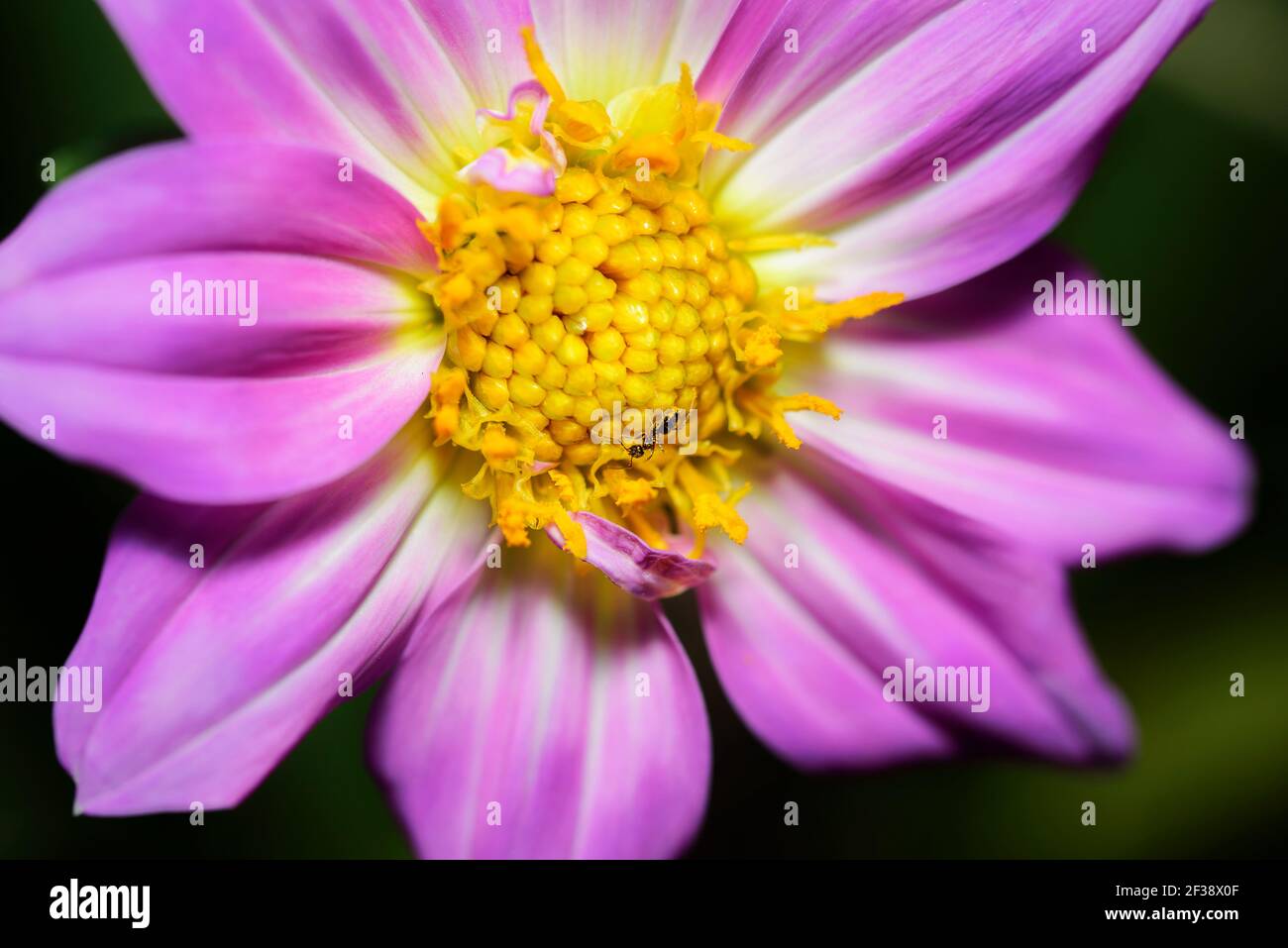Makrofoto von Dahlia Imperialis Blume Stockfoto