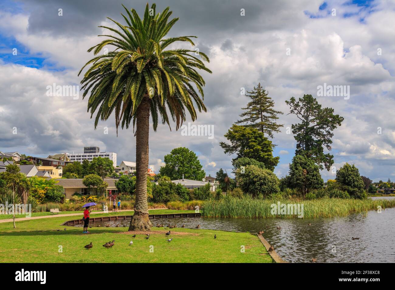 Hamilton Lake Domain, ein Park in Hamilton, Neuseeland Stockfoto