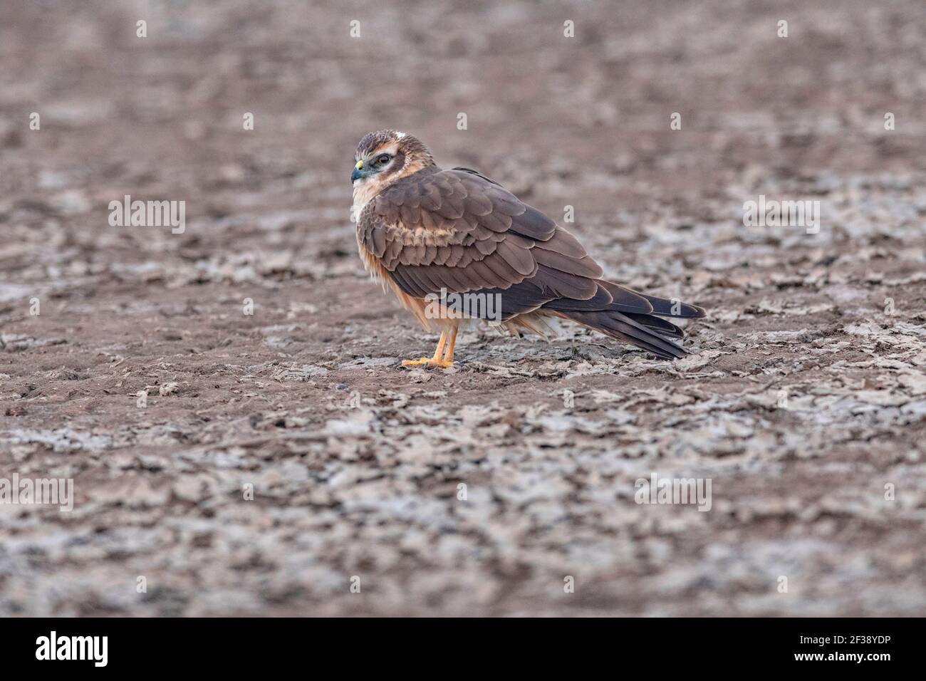 Montagu's, Harrier, Circus pygargus, Weiblich, Little Rann of Kutch, Gujarat, Indien Stockfoto