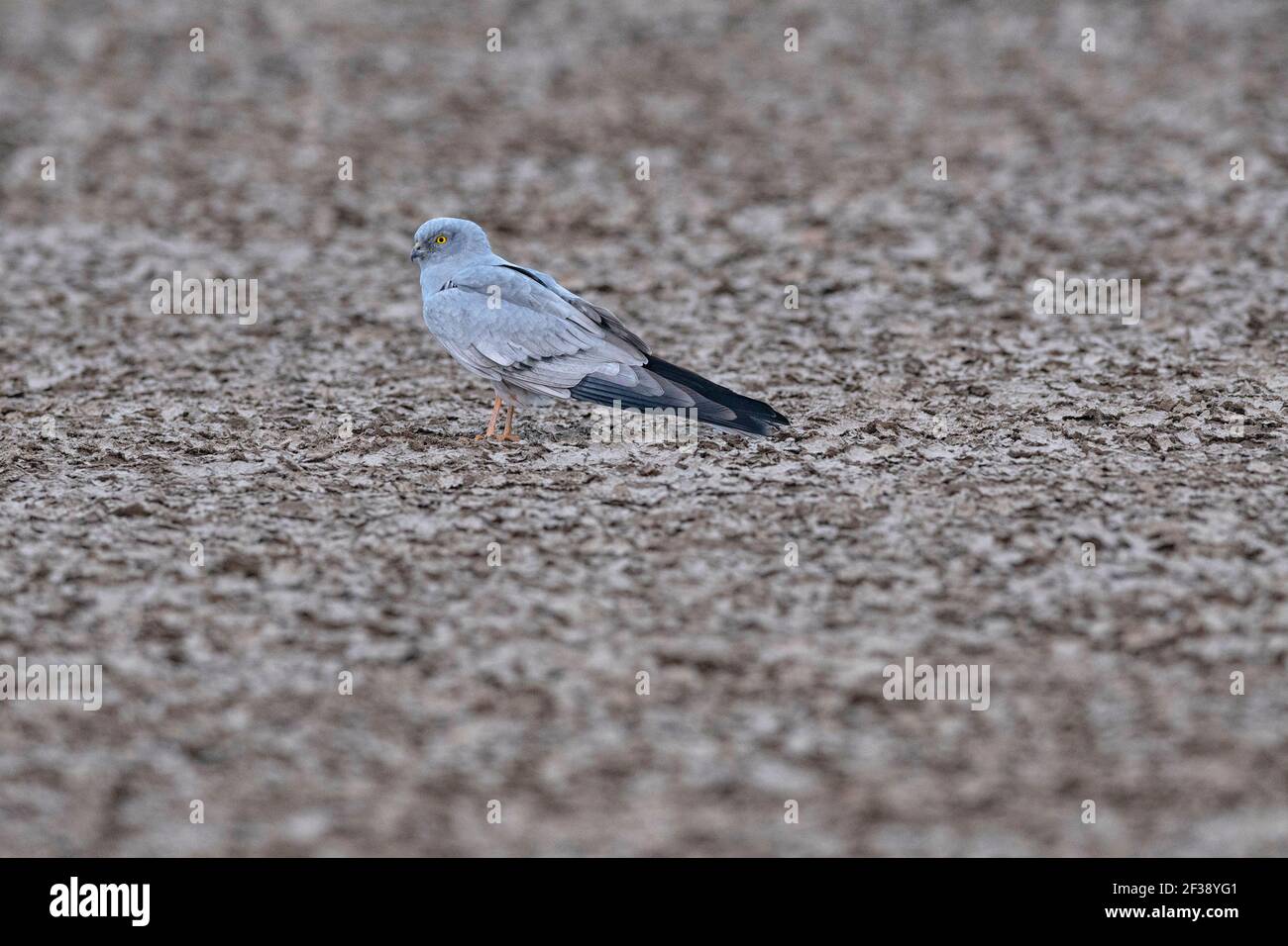 Montagu's, Harrier, Circus pygargus, Männlich, Little Rann of Kutch, Gujarat, Indien Stockfoto