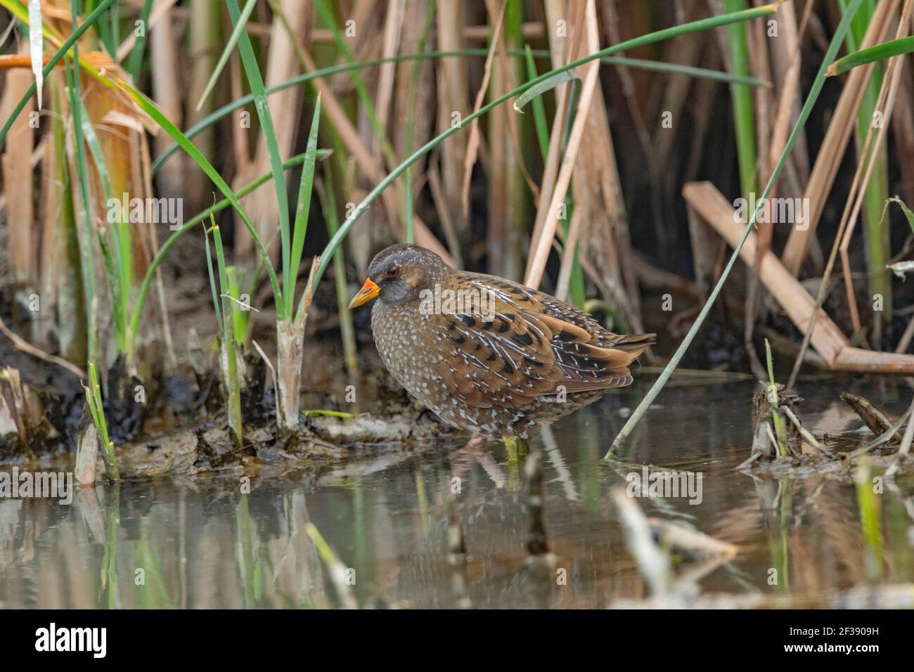 Spotted Crake, Porzana porzana, nal Sarovar Bird Sanctuary, Gujarat, Indien Stockfoto