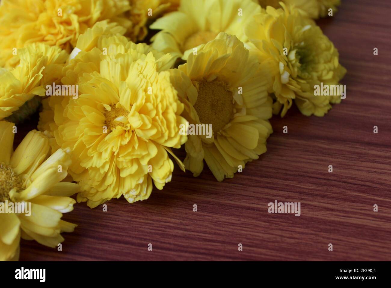 Gelbe Zinnia Blume (wissenschaftlicher Name : Zinnia violacea Cav.) Sommer Frühling Blumen auf Holz, abstrakte Blumen Hintergrund, selektive Fokus mit Unschärfe. Stockfoto