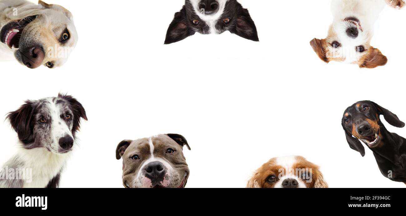 Set von neugierigen Hunden in einer Reihe Rahmen. Isoliert auf weißem Hintergrund. Stockfoto