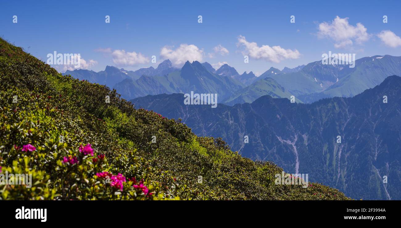 Geographie / Reisen, Deutschland, Bayern, Alpenrosenblüte am Fellhorn (Gipfel), dahinter die Allgäuer Alpen, Allgae, Freedom-of-Panorama Stockfoto