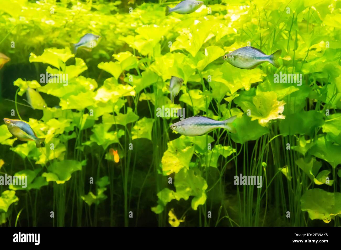 Aquarium Flussfische in einem Aquarium mit grünen Algen Stockfoto