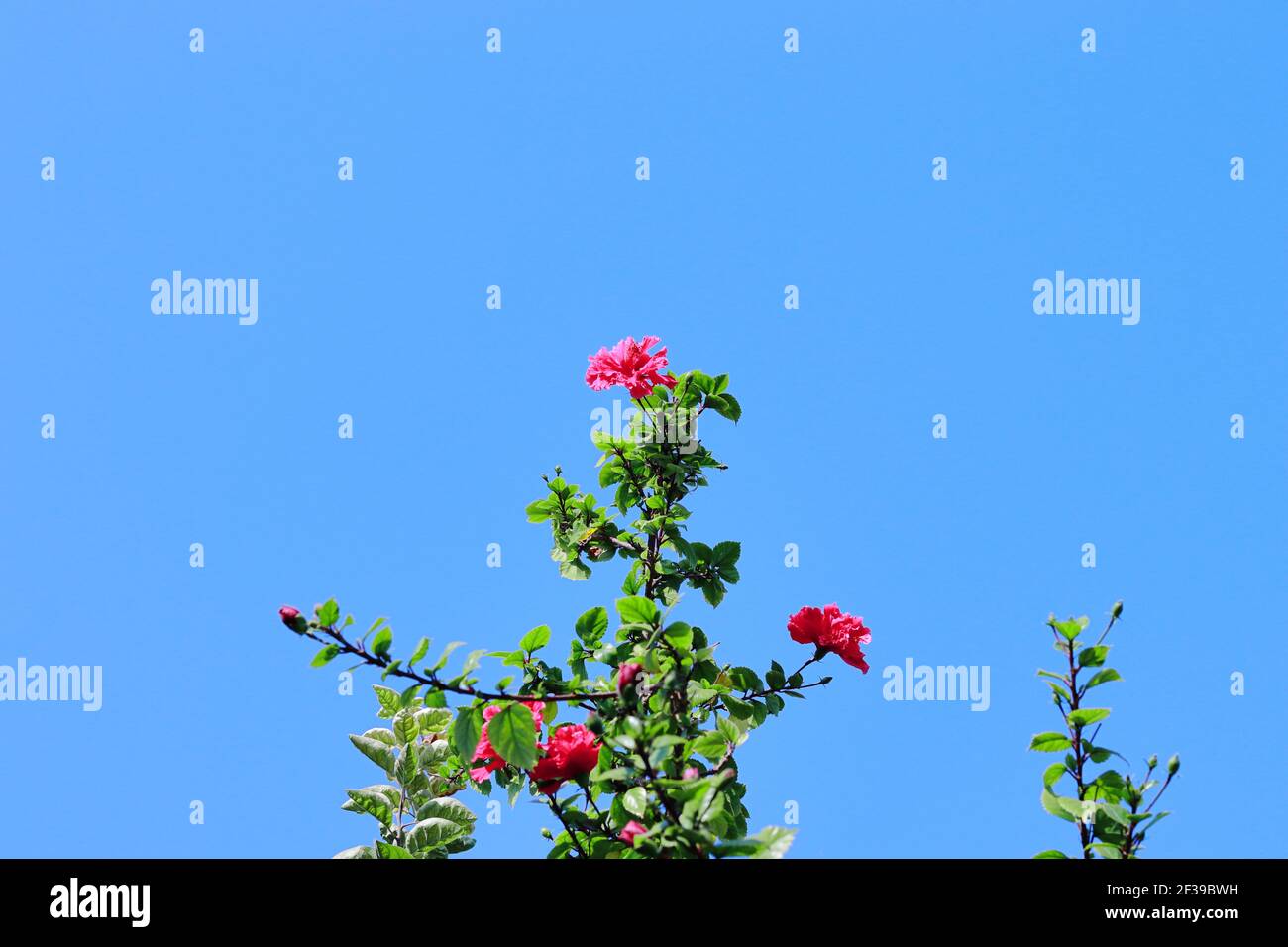 Schöne und frische rote Farbe Hibiskusblüte im Garten mit blauem Himmel Hintergrund, indien Stockfoto